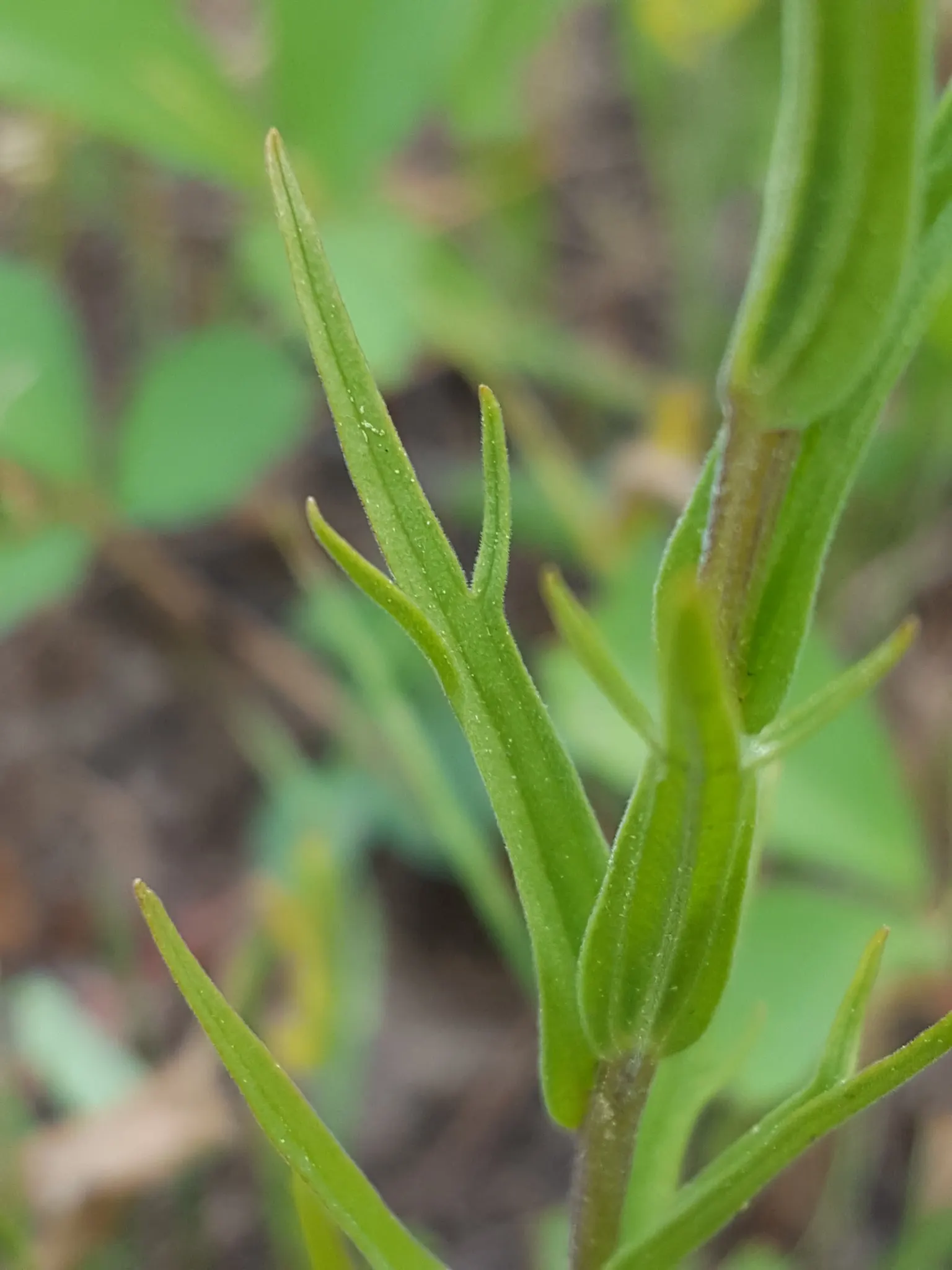 Owl's Clover (Orthocarpus Purpurascens) — The flowers emerge in late spring and last through early summer, image 58