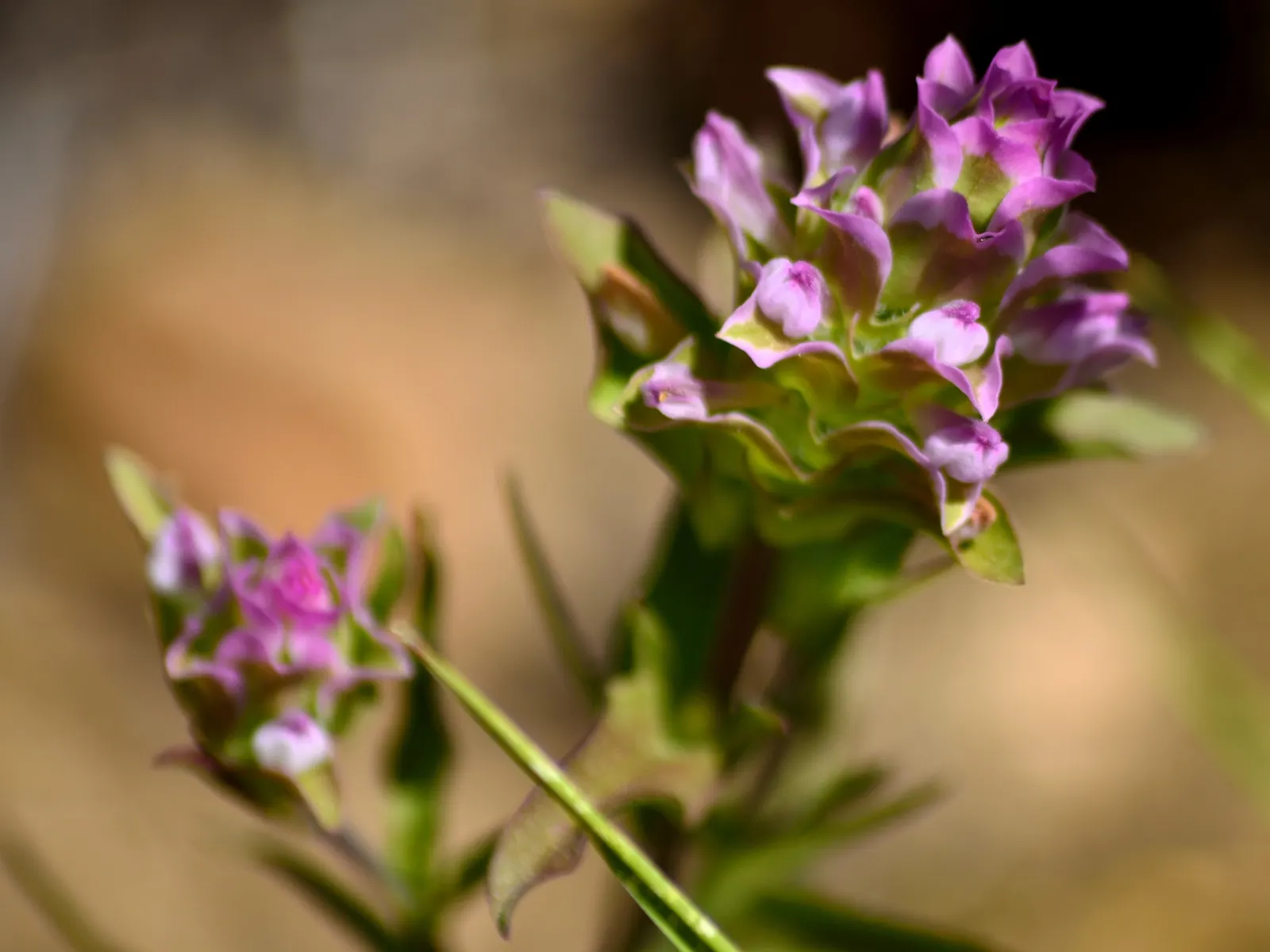 Owl's Clover (Orthocarpus Purpurascens) — scientifically known as Orthocarpus purpurascens; the plant is characterized by dense spikes of vibrant, image 74