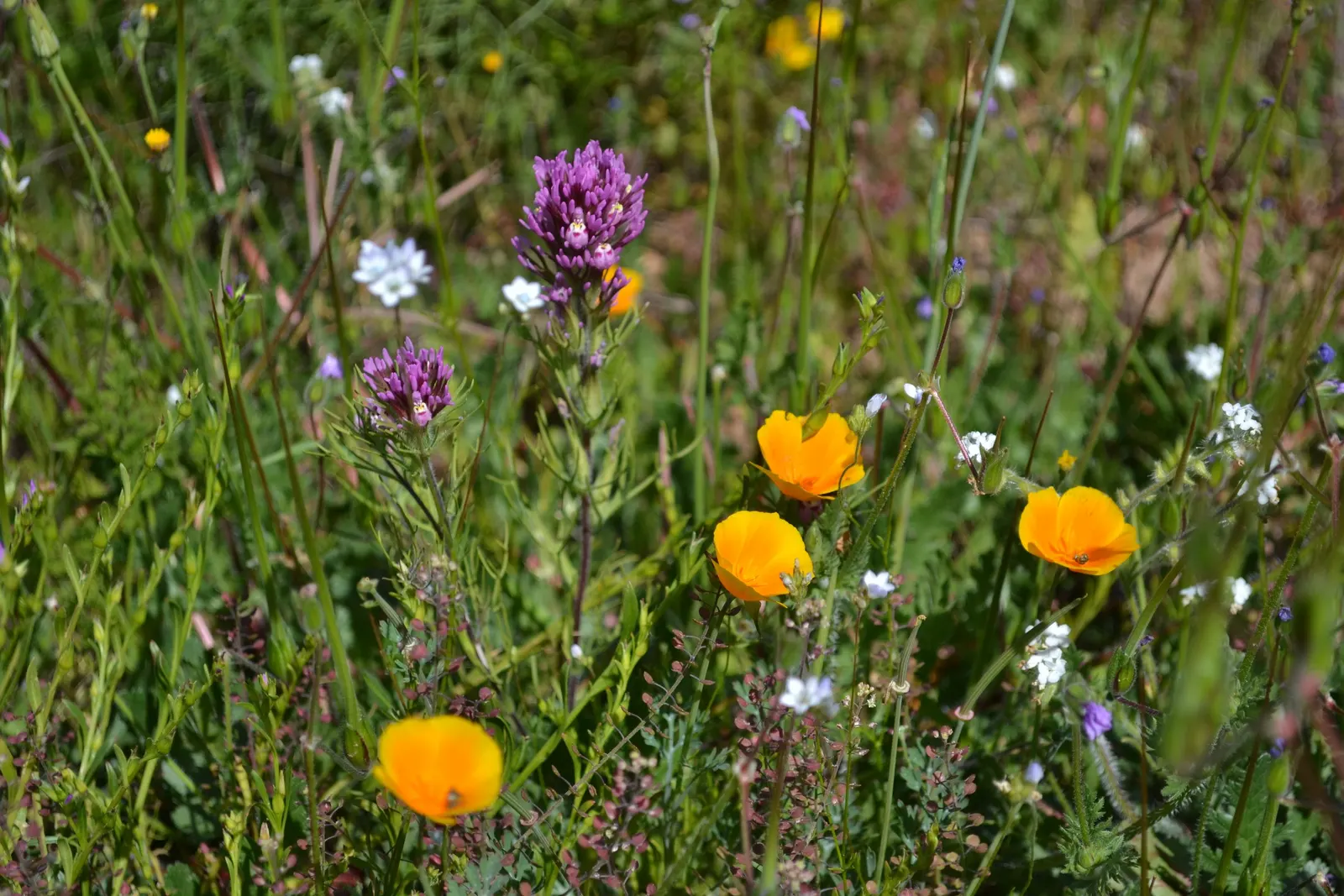 Owl's Clover (Orthocarpus Purpurascens) — thus giving this plant its common name; scientifically known as Orthocarpus purpurascens, image 80