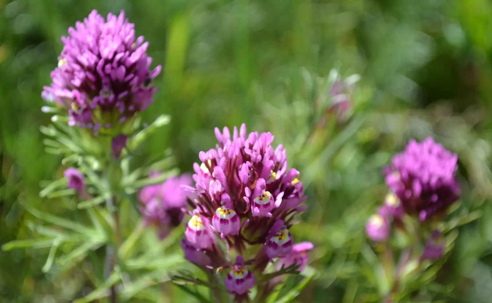 Owl's Clover (Orthocarpus Purpurascens) — is a fascinating addition to any garden seeking a touch of unique color and texture; consider its, image 52