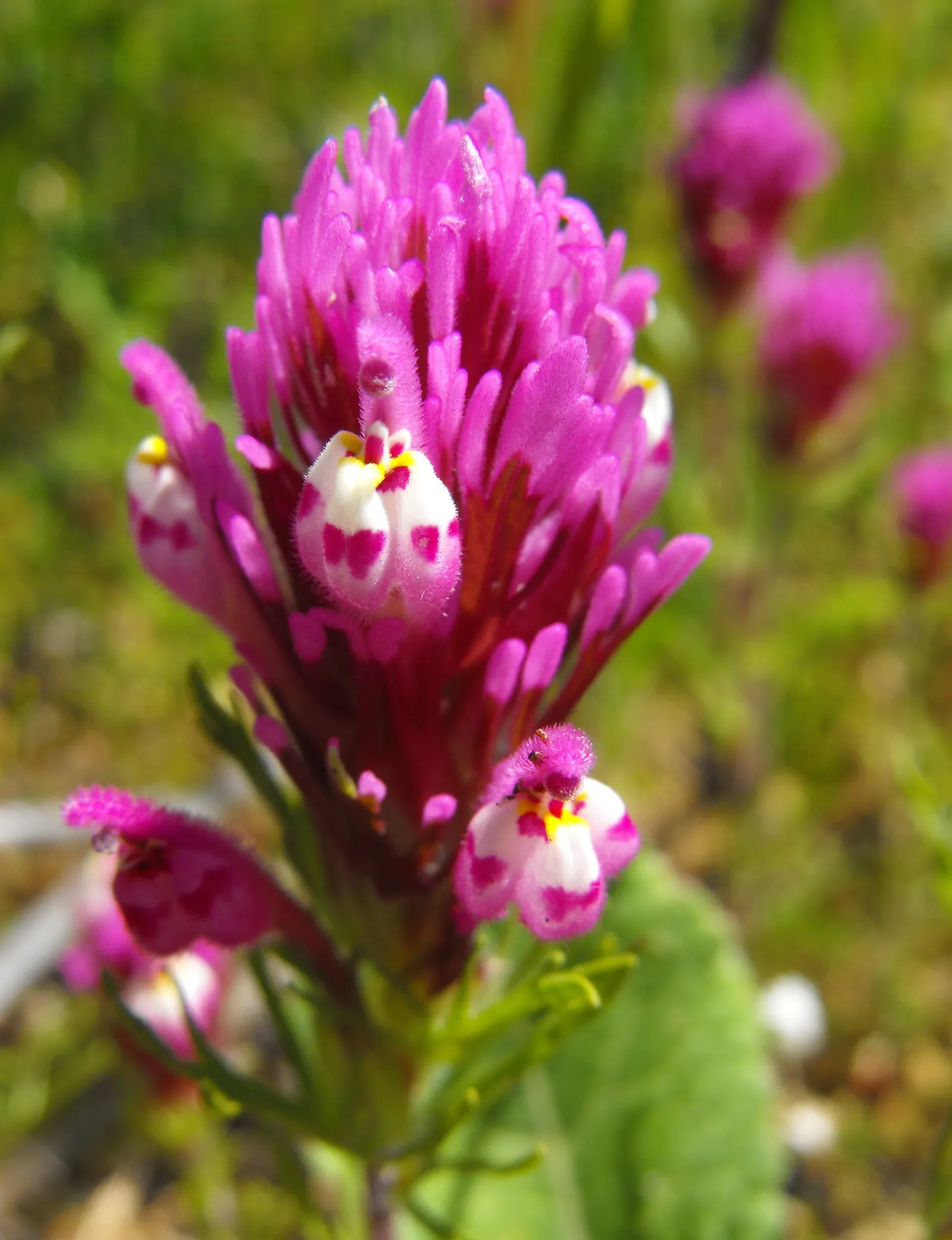 Owl's Clover (Orthocarpus Purpurascens) — which are intricately marked and resemble the shape of a small owl's face; pink and purple flowers in the garden