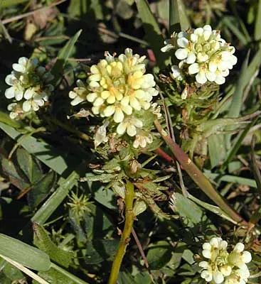 Owl's Clover (Orthocarpus Purpurascens) — is a fascinating addition to any garden seeking a touch of unique color and texture; consider its placement carefully