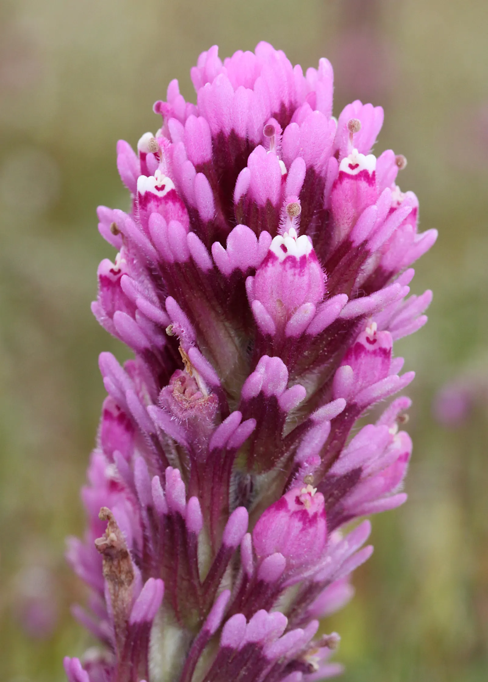 Owl's Clover (Orthocarpus Purpurascens) — Owl's Clover is a low-maintenance choice; owl's Clover (Orthocarpus purpurascens) is a striking annual, image 86