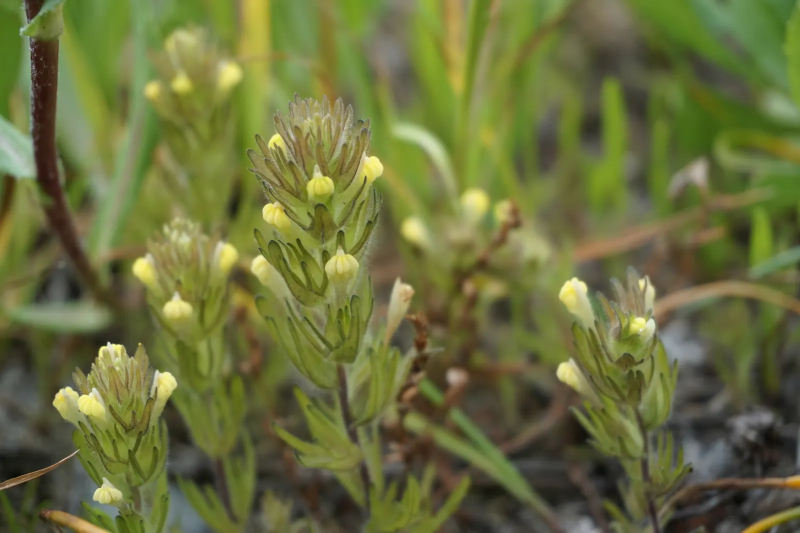 Owl's Clover (Orthocarpus Purpurascens) — and to strengthen the garden's ecological function