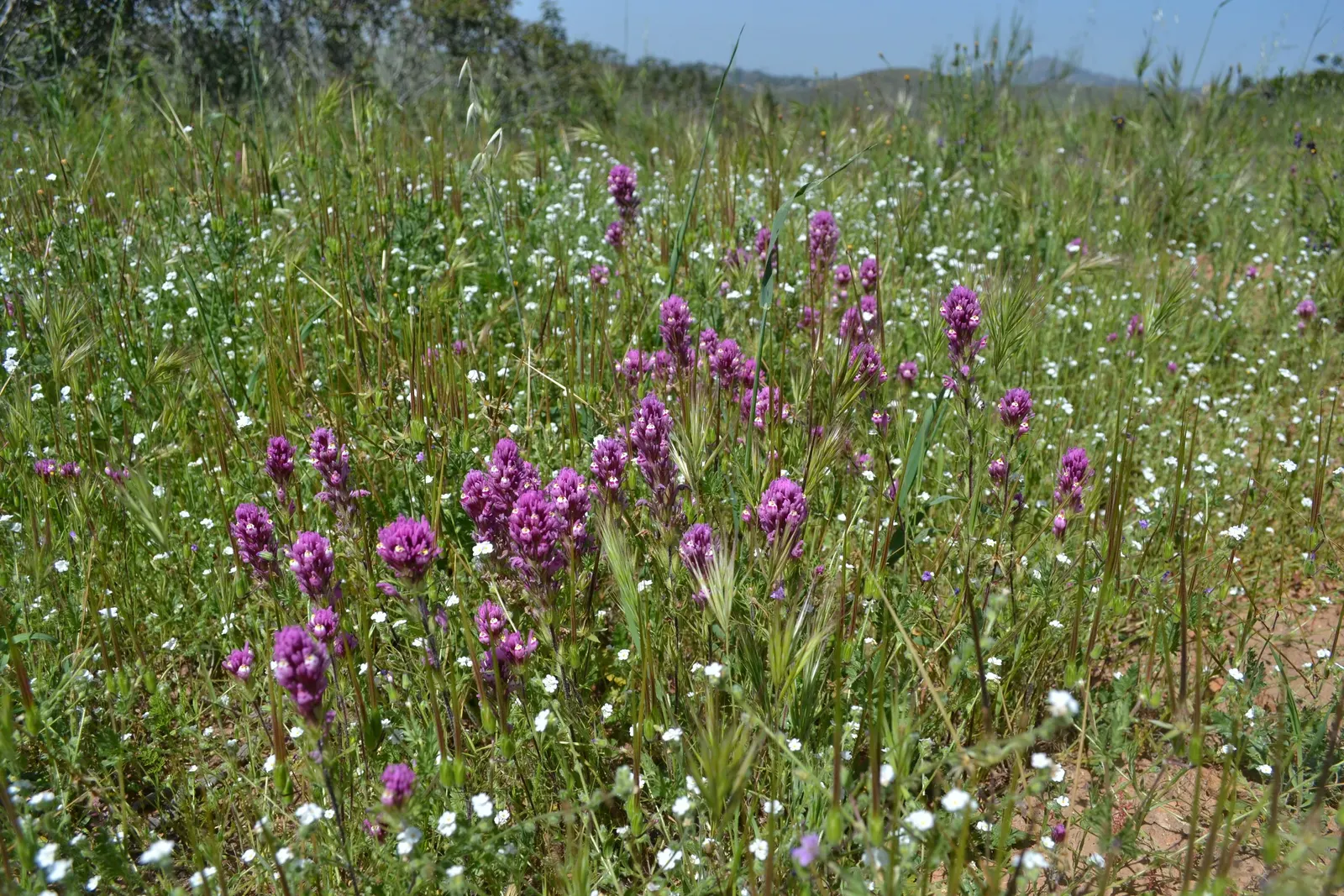 Owl's Clover (Orthocarpus Purpurascens) — requiring minimal watering once established; with a spread of approximately 6 to 12 inches, image 64