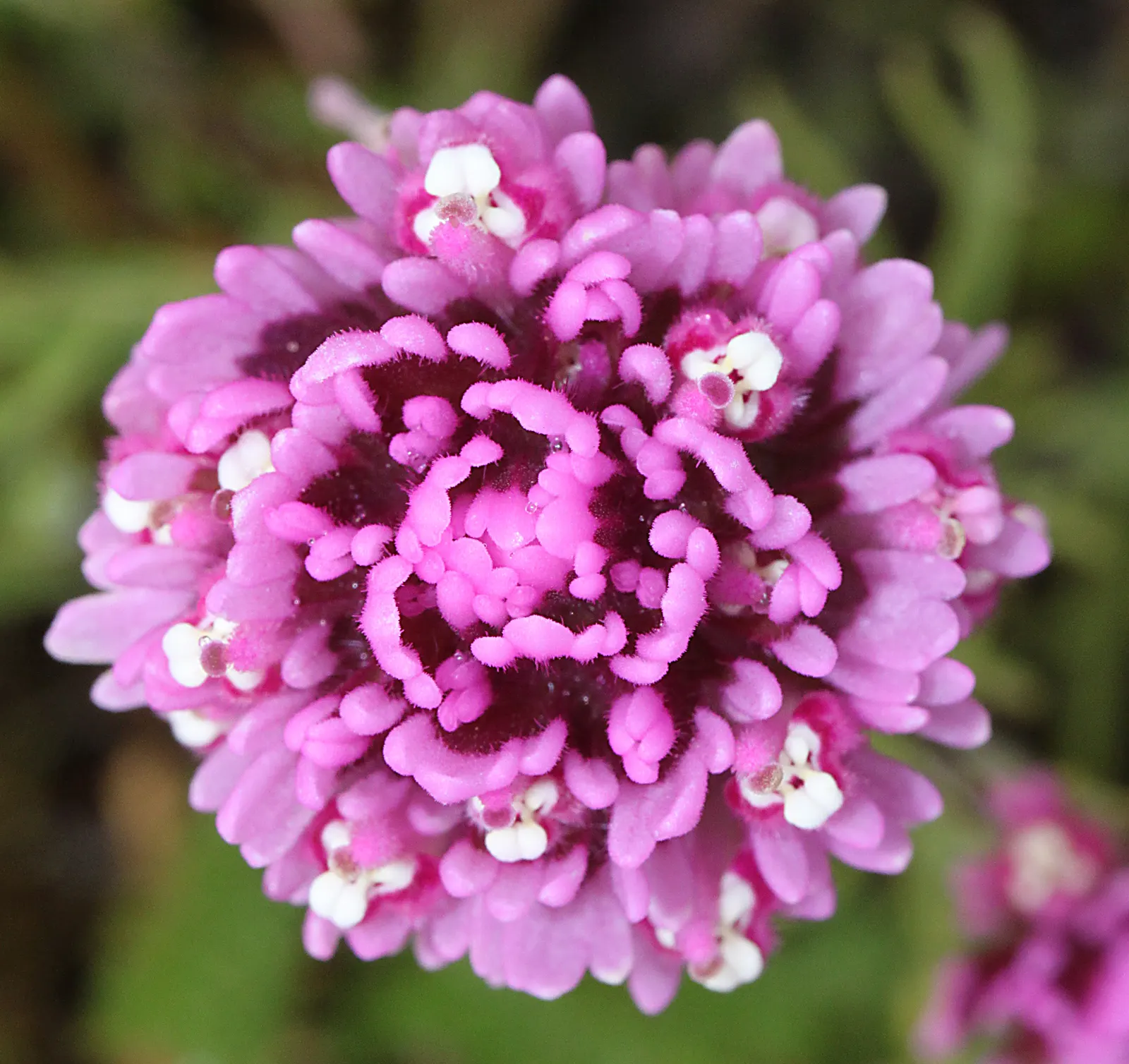 Owl's Clover (Orthocarpus Purpurascens) — Owl's Clover (Orthocarpus purpurascens) is a striking annual