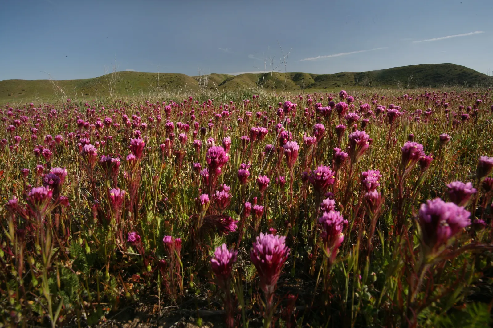 Owl's Clover (Orthocarpus Purpurascens) — noted for its vibrant purple-pink inflorescences that resemble owls
