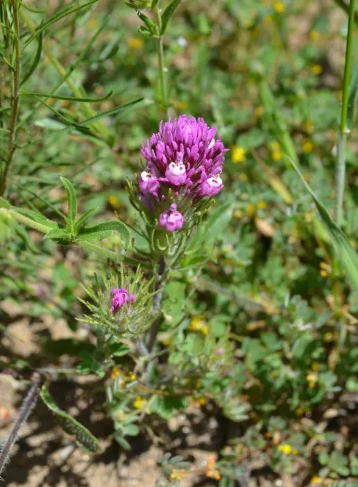 Owl's Clover (Orthocarpus Purpurascens) — Ideal for wildflower meadows or as a border accent; noted for its vibrant purple-pink inflorescences that resemble