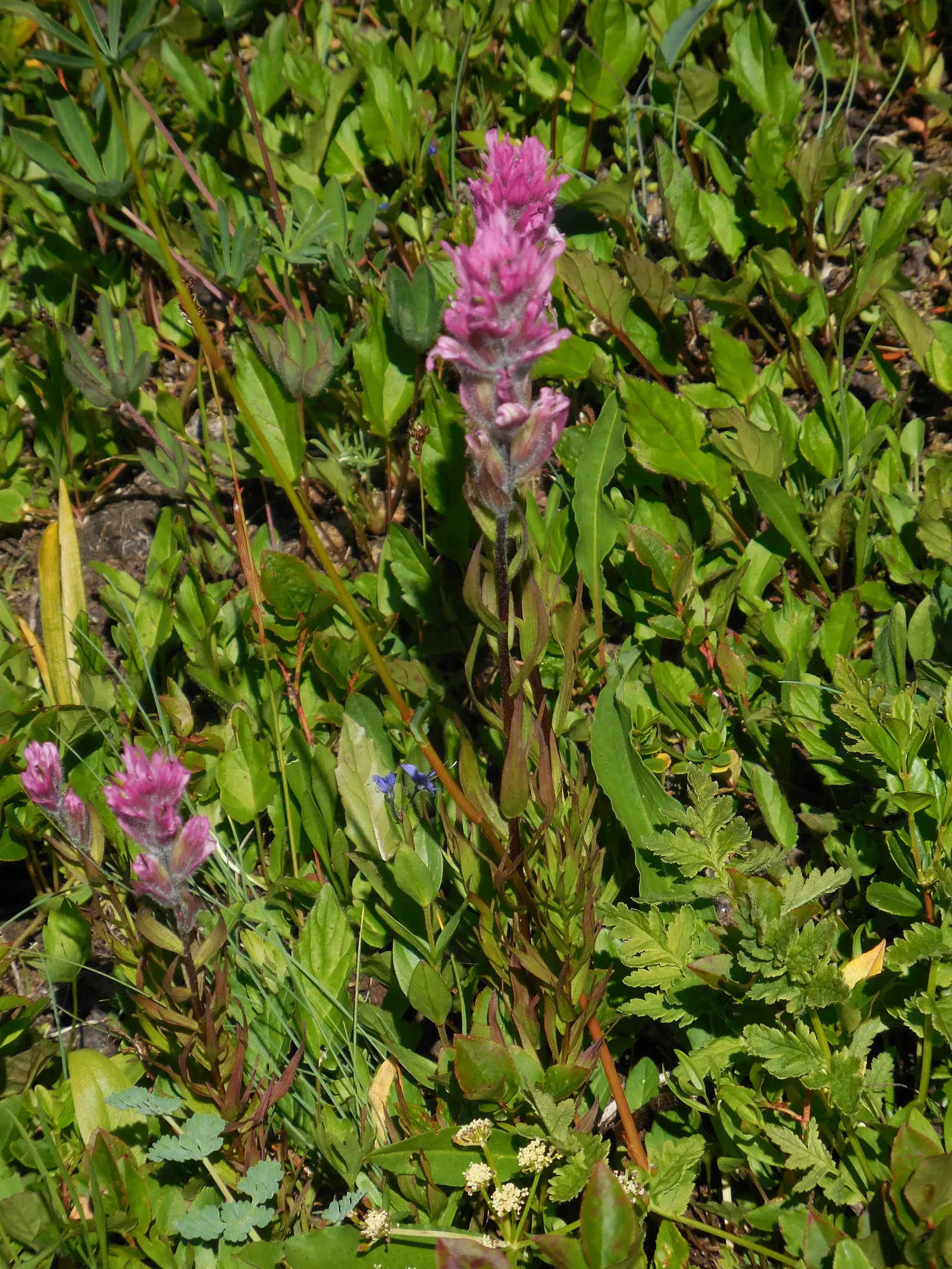 Owl's Clover (Orthocarpus Purpurascens) — Ideal for wildflower meadows or as a border accent; noted for its vibrant purple-pink inflorescences that, image 50