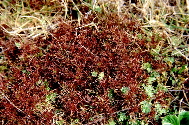 Owl's Clover (Orthocarpus Purpurascens) — consider its placement carefully; owl's Clover is a low-maintenance choice