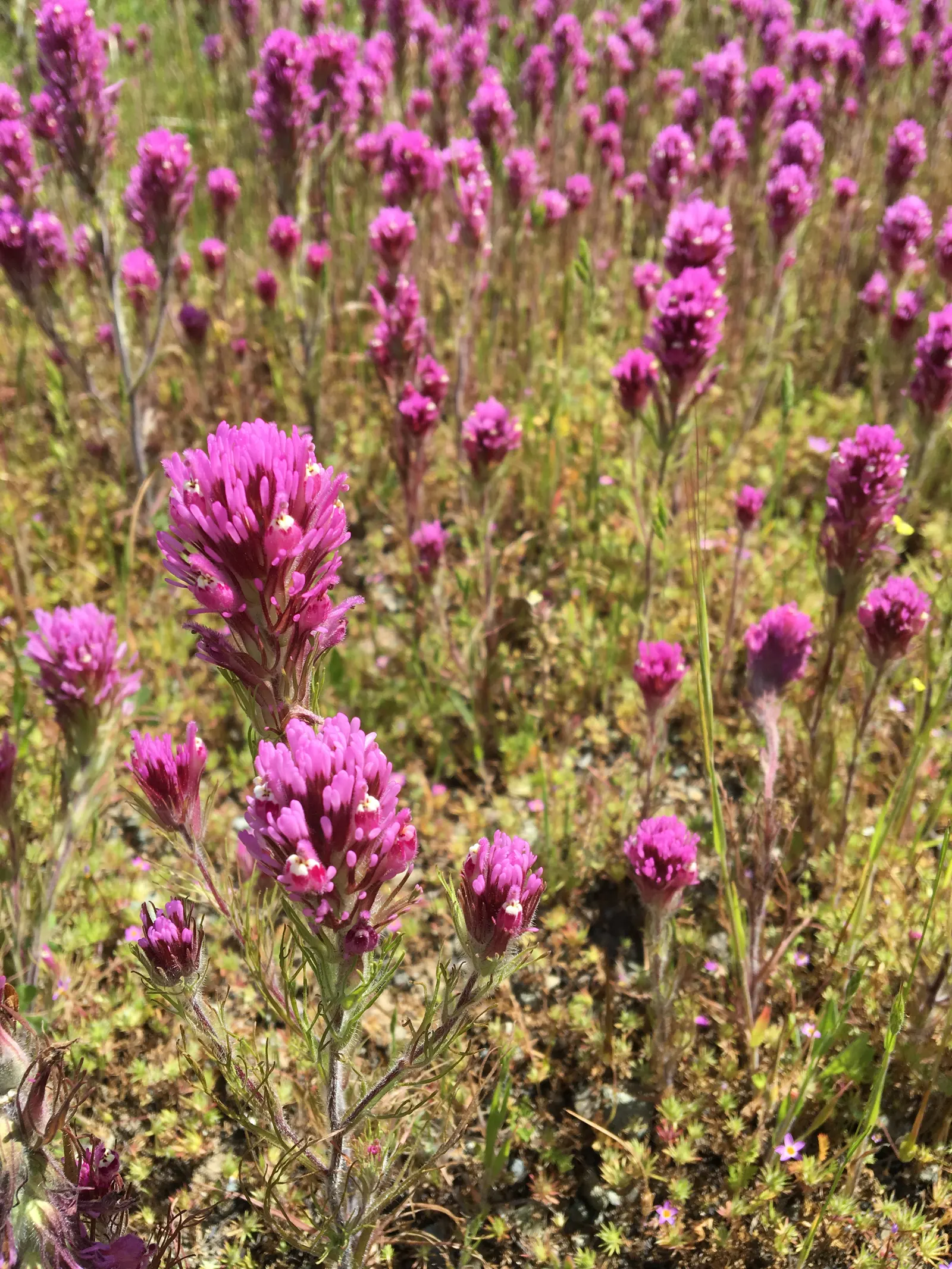 Owl's Clover (Orthocarpus Purpurascens) — with a spread of approximately 6 to 12 inches; owl's Clover reaches a modest height of 8 to 20 inches, image 54