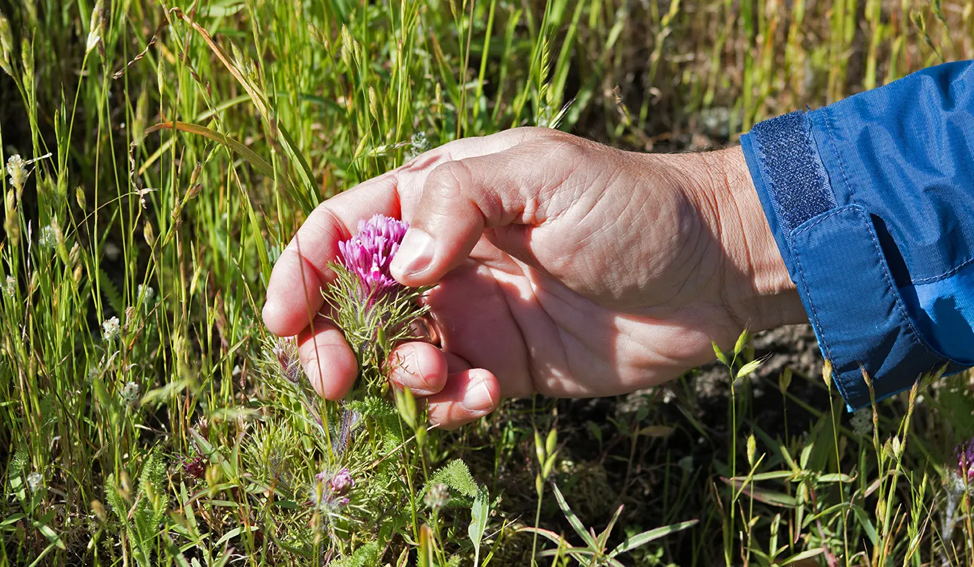 Owl's Clover (Orthocarpus Purpurascens) — The flowers emerge in late spring and last through early summer, image 35