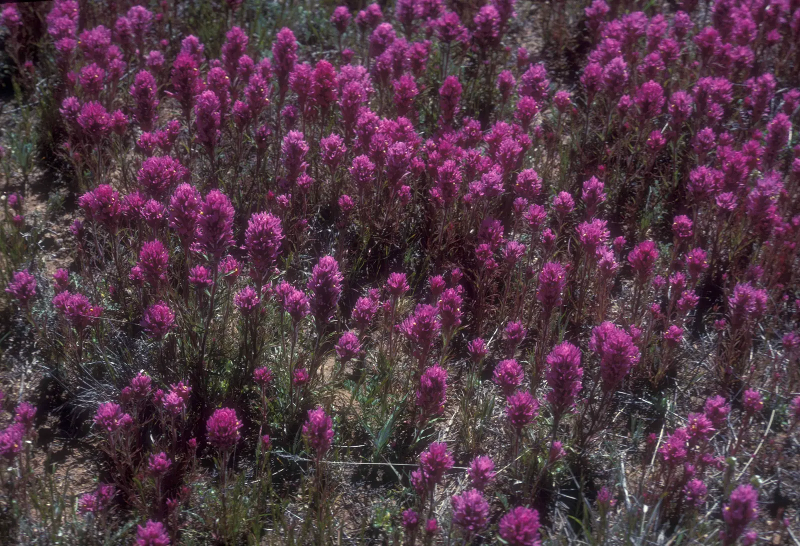 Owl's Clover (Orthocarpus Purpurascens) — Owl's Clover is a low-maintenance choice; owl's Clover (Orthocarpus purpurascens) is a striking annual