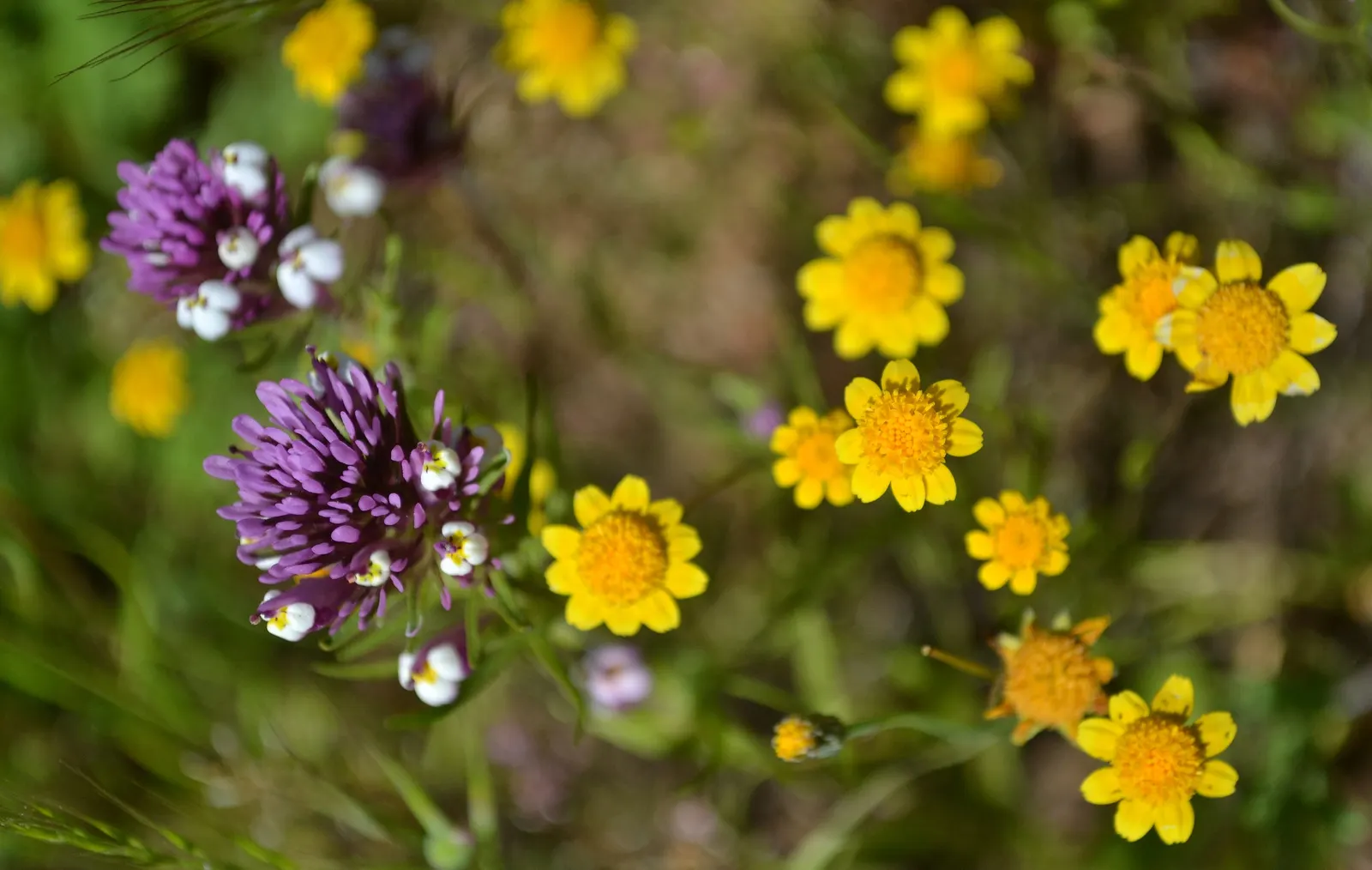 Owl's Clover (Orthocarpus Purpurascens) — Ideal for wildflower meadows or as a border accent; noted for its vibrant purple-pink inflorescences that, image 73