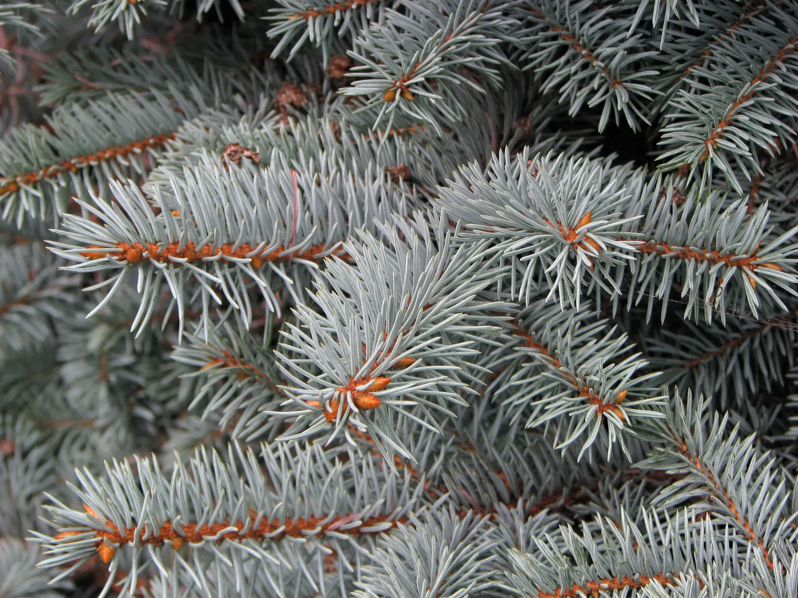 Montgomery Spruce (Picea Pungens 'Montgomery') — this dwarf cultivar offers a pyramidal shape