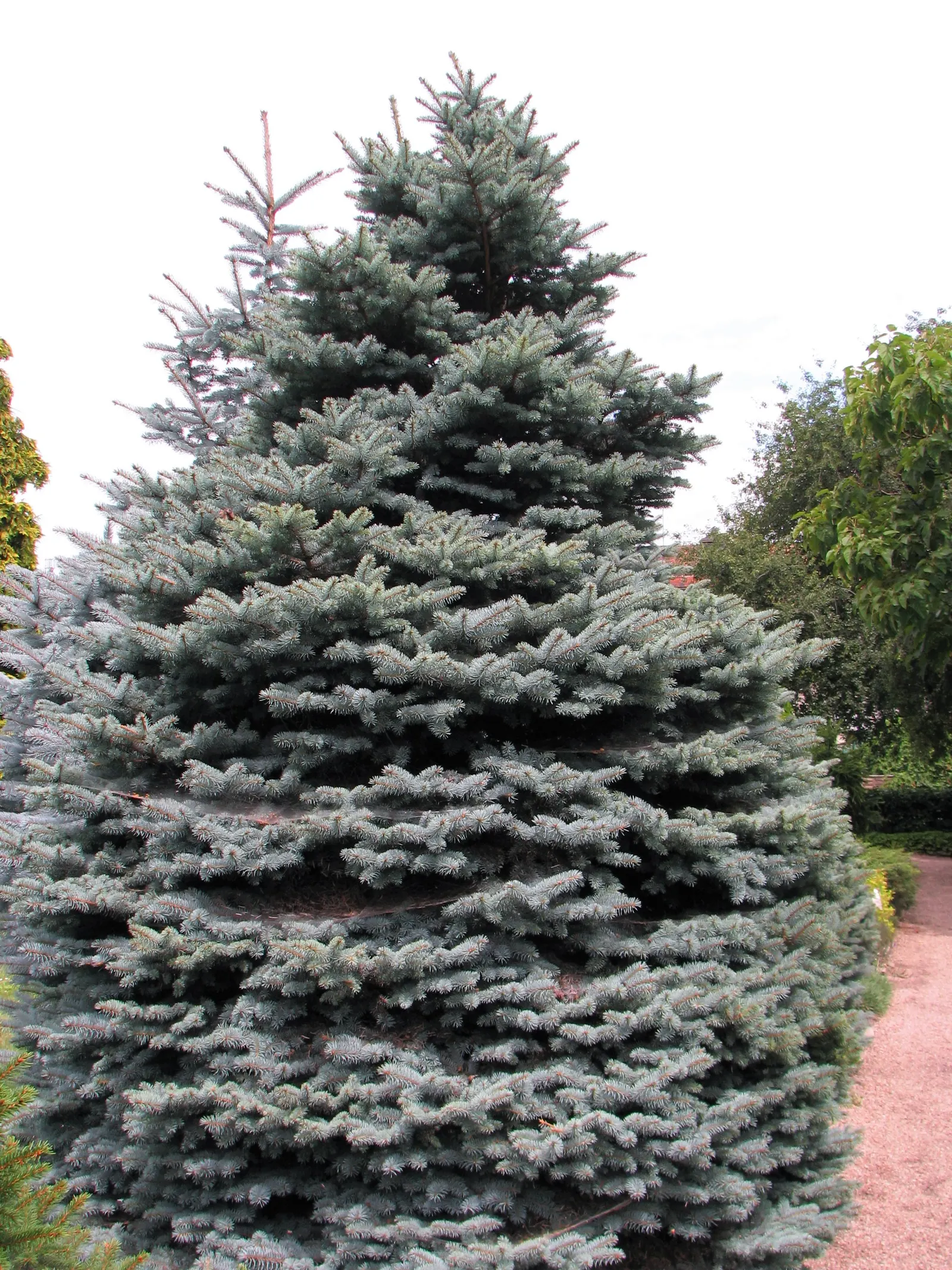 Montgomery Spruce (Picea Pungens 'Montgomery') — Hardy in zones 2-8, it's an excellent choice for accentuating rock gardens and borders
