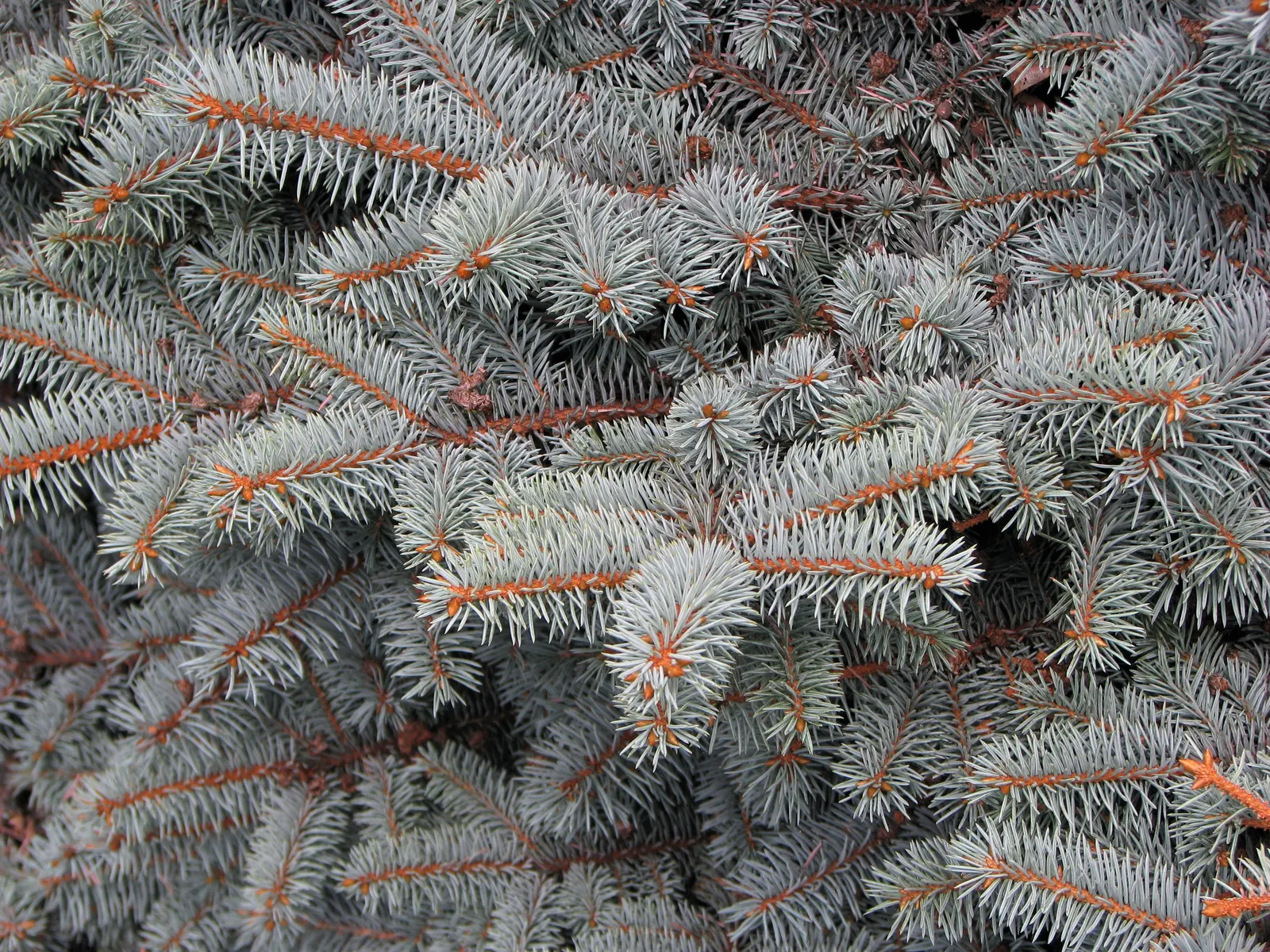 Montgomery Spruce (Picea Pungens 'Montgomery') — Well-suited for small gardens, it requires full sun and well-drained soil