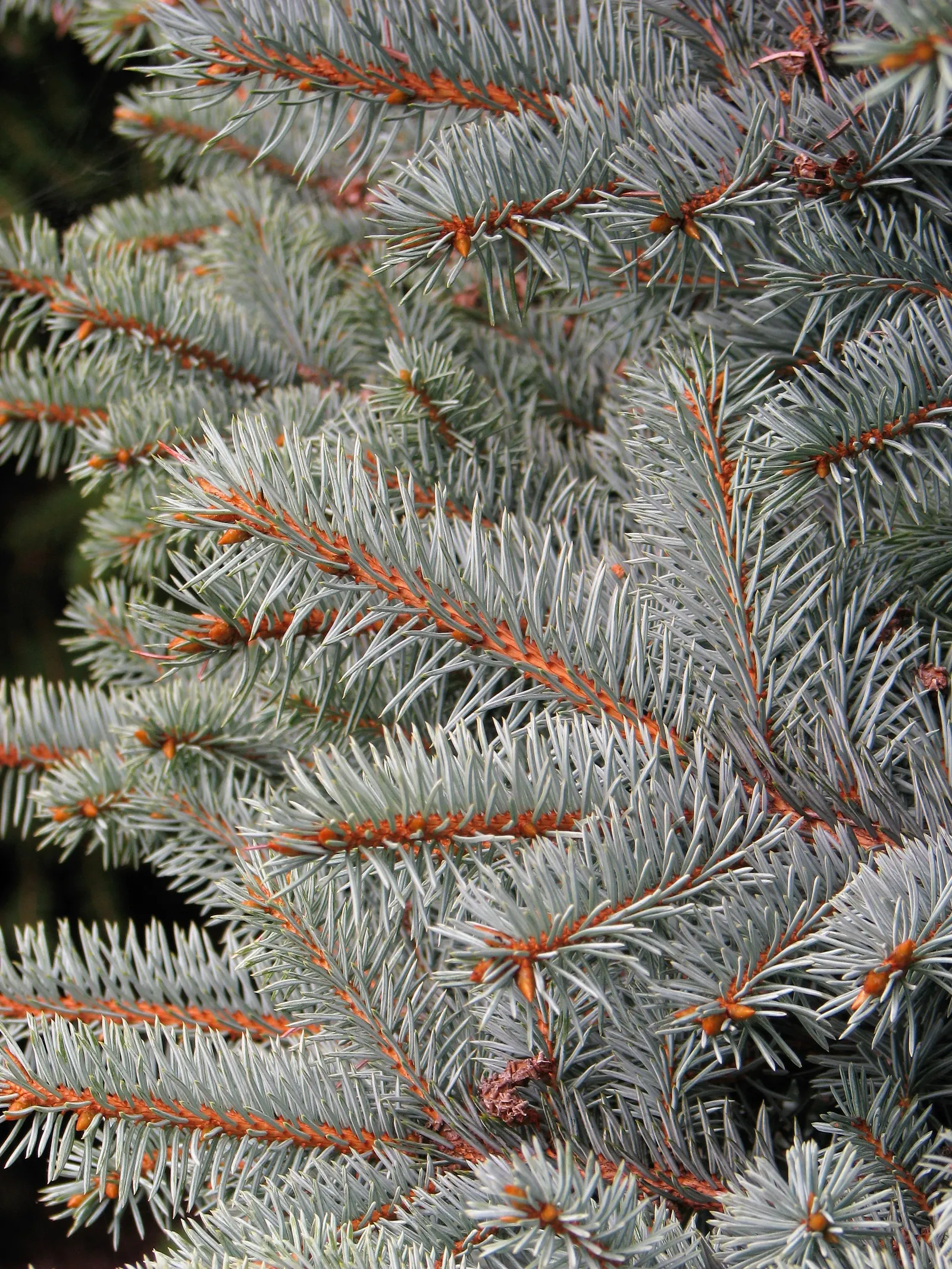 Montgomery Spruce (Picea Pungens 'Montgomery') — Known for its striking blue-tinged