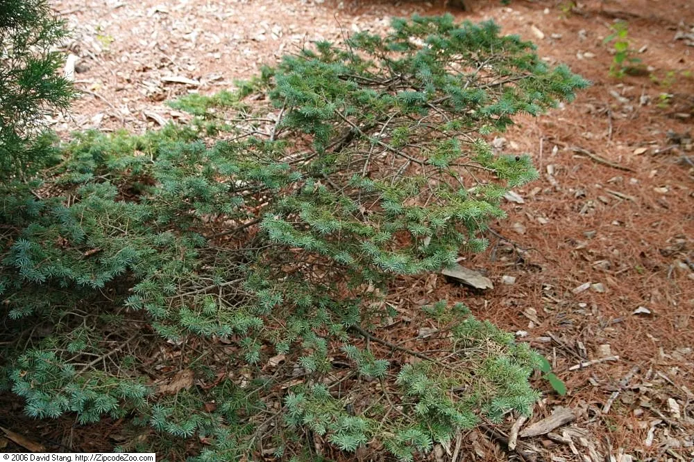 Montgomery Spruce (Picea Pungens 'Montgomery') — reaching up to 5-6 feet tall and 4-5 feet wide in 10 years
