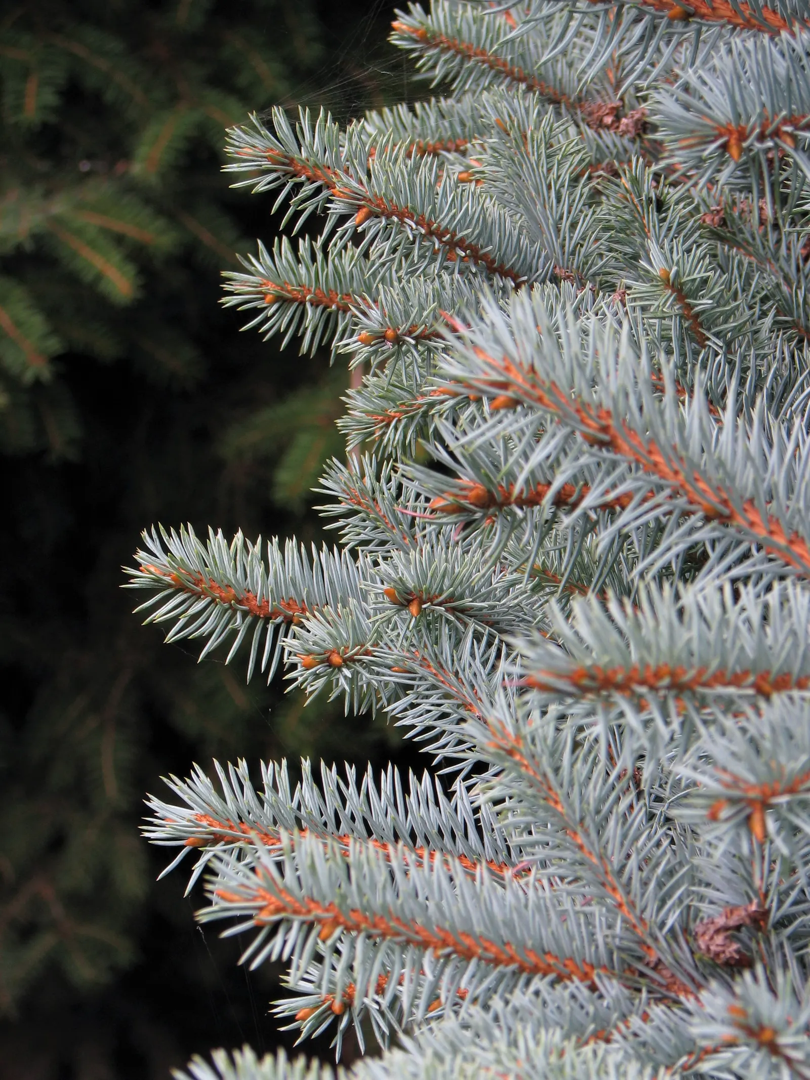 Montgomery Spruce (Picea Pungens 'Montgomery') — adding year-round visual interest