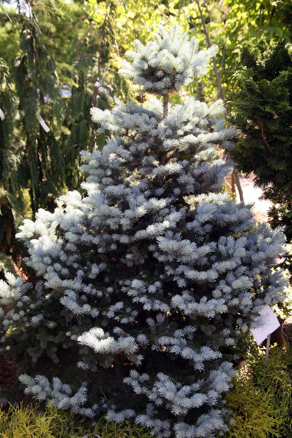 Montgomery Spruce (Picea Pungens 'Montgomery') — The Montgomery Spruce (Picea pungens 'Montgomery') is a compact