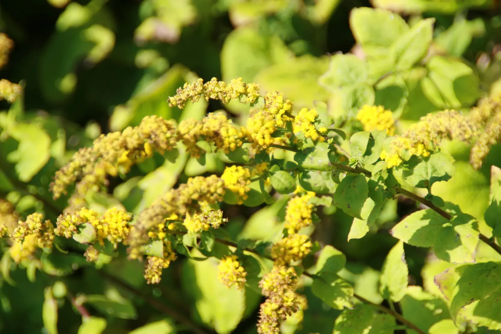 Goldenrod Gold Dwarf (Solidago 'Golden Fleece') — commonly referred to as Goldenrod Gold Dwarf