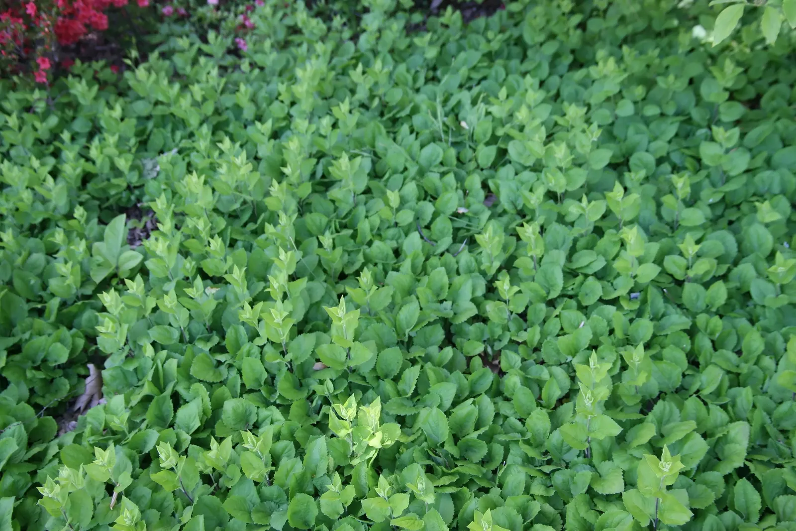 Goldenrod Gold Dwarf (Solidago 'Golden Fleece') — maturing to a manageable height of 18 to 24 inches with a similar spread
