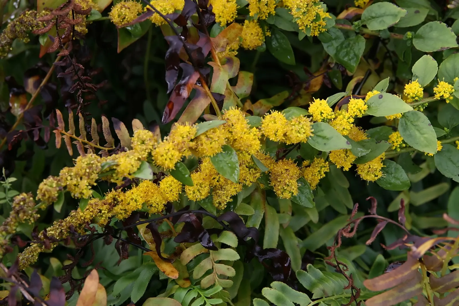 Goldenrod Gold Dwarf (Solidago 'Golden Fleece') — is a compact herbaceous perennial