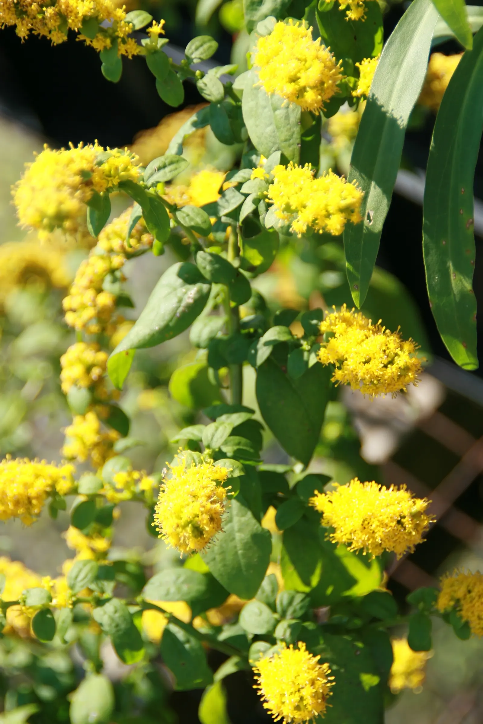 Goldenrod Gold Dwarf (Solidago 'Golden Fleece') — Its modest stature makes it well-suited for the front of a border or as part of a mixed planting