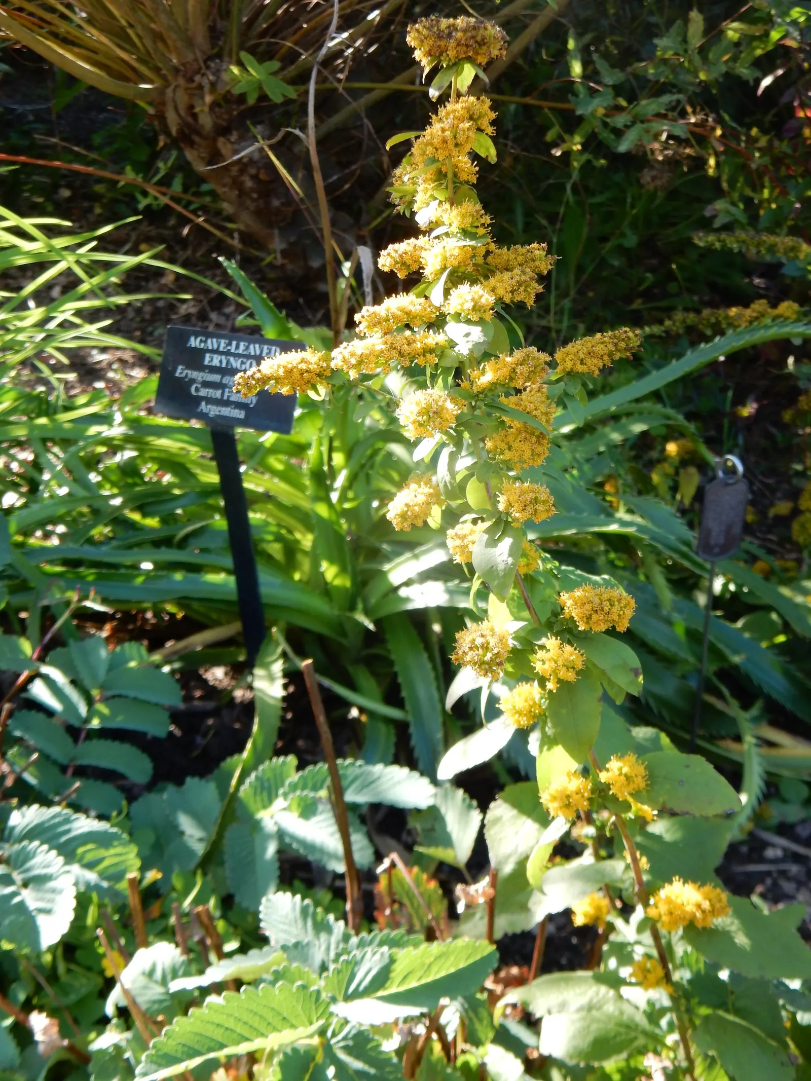 Goldenrod Gold Dwarf (Solidago 'Golden Fleece') — thriving in USDA Zones 4-8