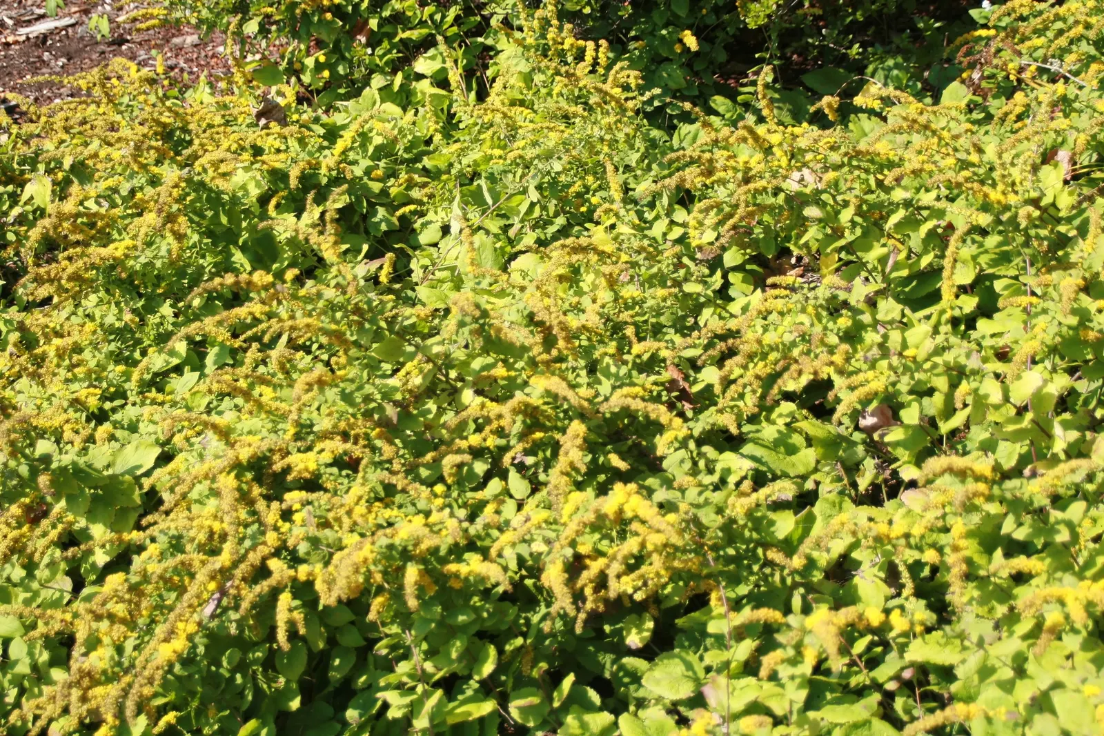 Goldenrod Gold Dwarf (Solidago 'Golden Fleece') — This low-maintenance plant has a spread of approximately 24 inches and blooms in late summer to fall