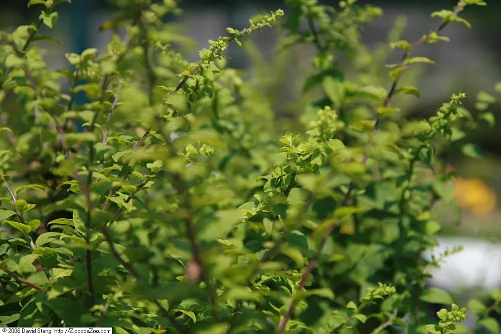 Goldenrod Gold Dwarf (Solidago 'Golden Fleece') — it's perfect for borders and attracts pollinators while being deer resistant