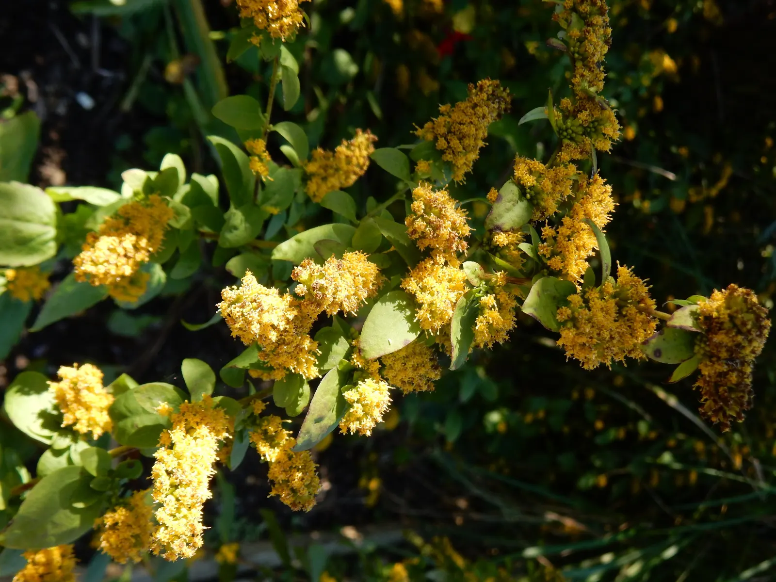 Goldenrod Gold Dwarf (Solidago 'Golden Fleece') — It features dense, arching sprays of tiny, bright yellow flowers atop 18-inch stems and lance-shaped leaves