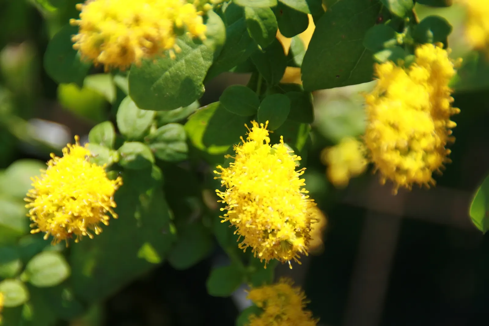 Goldenrod Gold Dwarf (Solidago 'Golden Fleece') — herbaceous perennial that adds a brilliant splash of golden yellow to the late summer and fall landscape