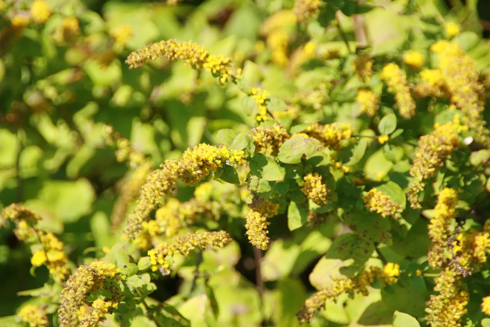 Goldenrod Gold Dwarf (Solidago 'Golden Fleece') — This cultivar is a must-have for any garden