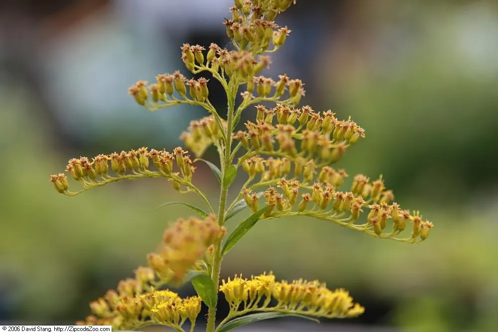 Goldenrod Gold Dwarf (Solidago 'Golden Fleece') — known as Golden Dwarf Goldenrod