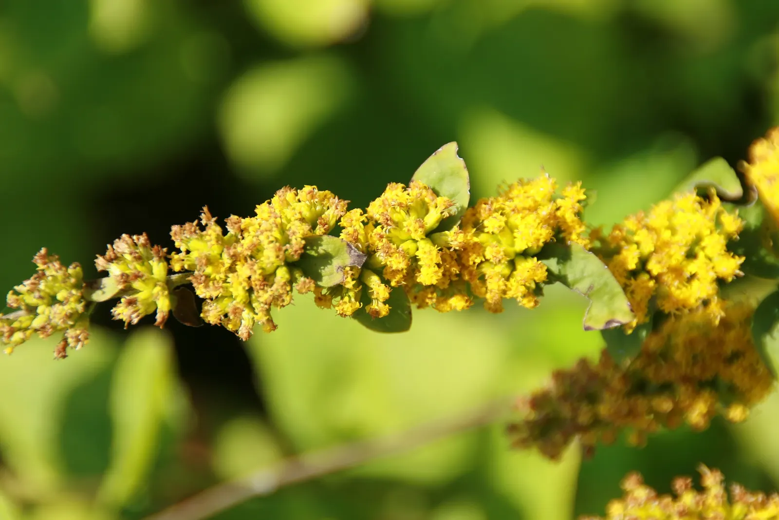 Goldenrod Gold Dwarf (Solidago 'Golden Fleece') — lance-shaped leaves create a lush