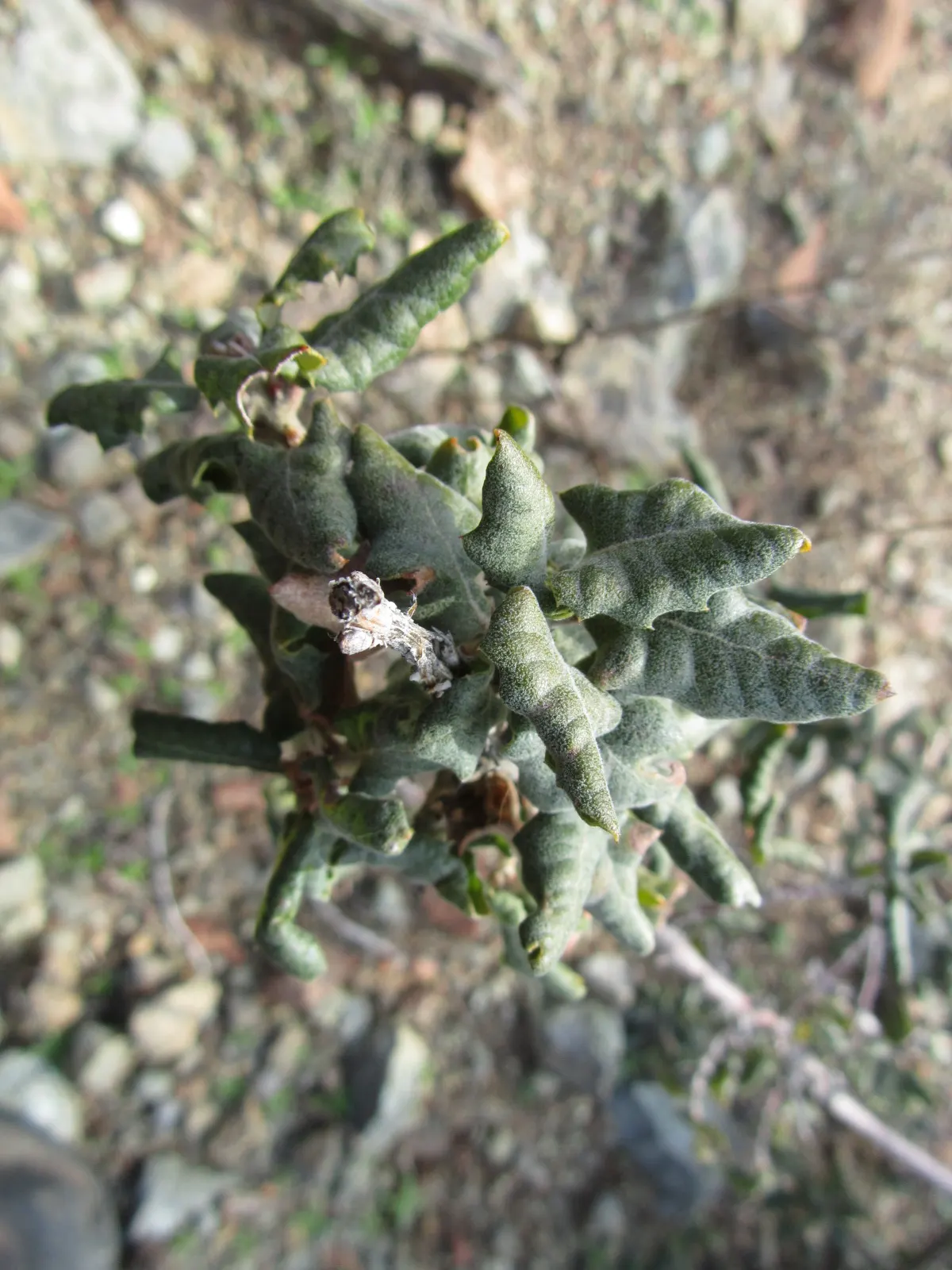 Leather Oak (Quercus Durata) — typically reaching 8-20 feet in height