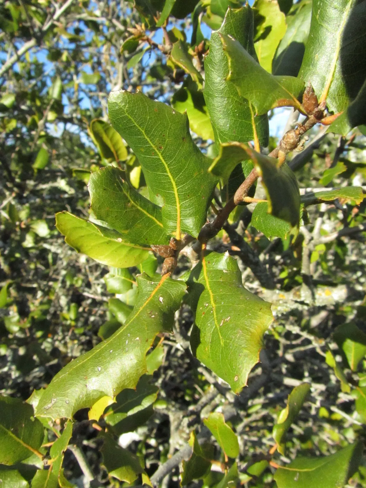 Leather Oak (Quercus Durata) — this species reaches a modest height of 8 to 15 feet