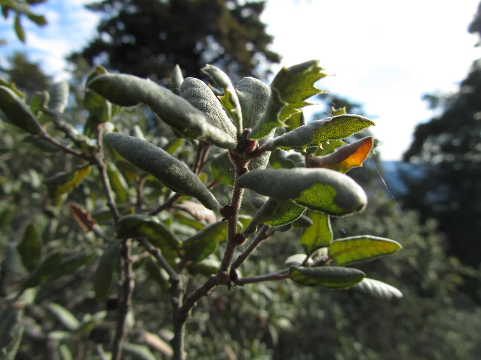 Leather Oak (Quercus Durata) — It thrives in full sun, adapts to poor soils, and is drought-tolerant once established