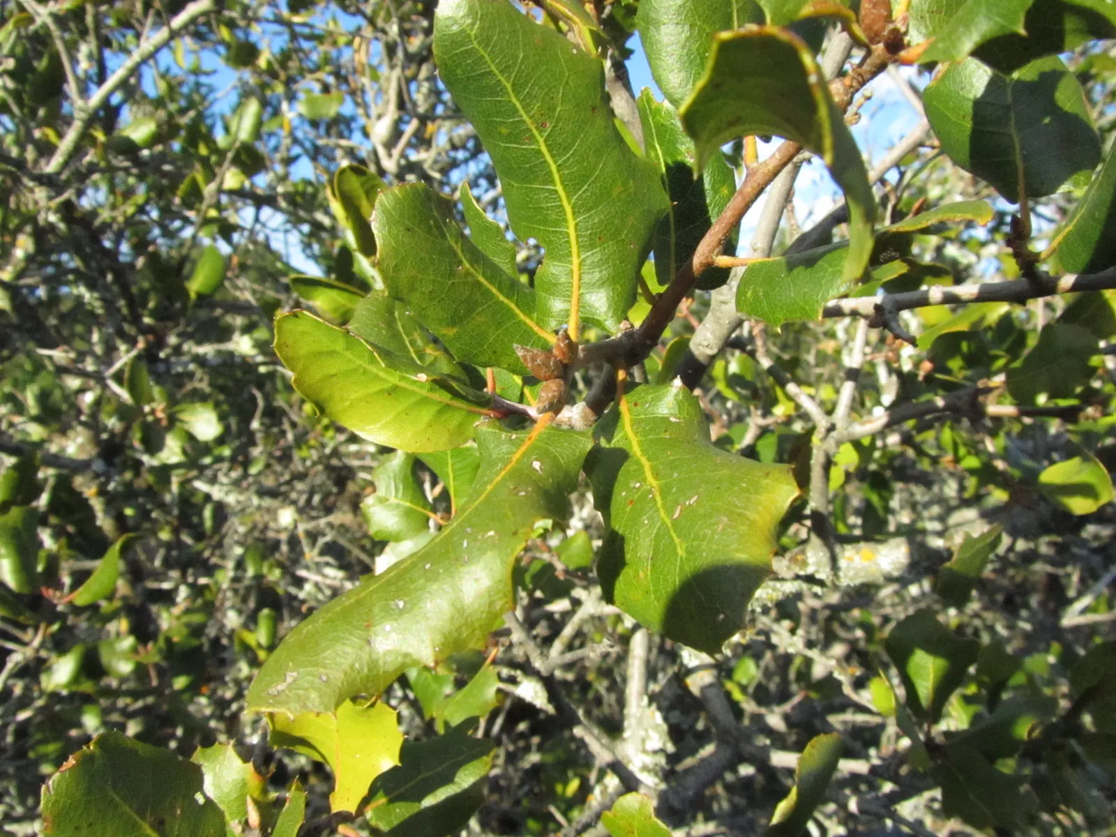 Leather Oak (Quercus Durata) — which can thrive in various challenging environments