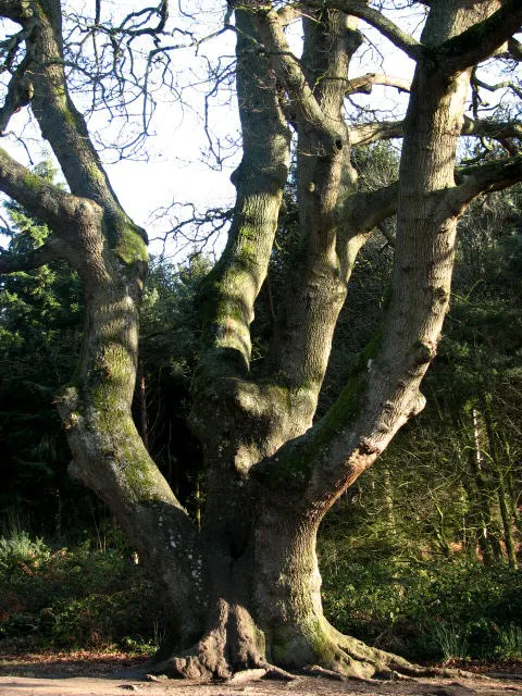 Leather Oak (Quercus Durata) — native to the coastal ranges of California