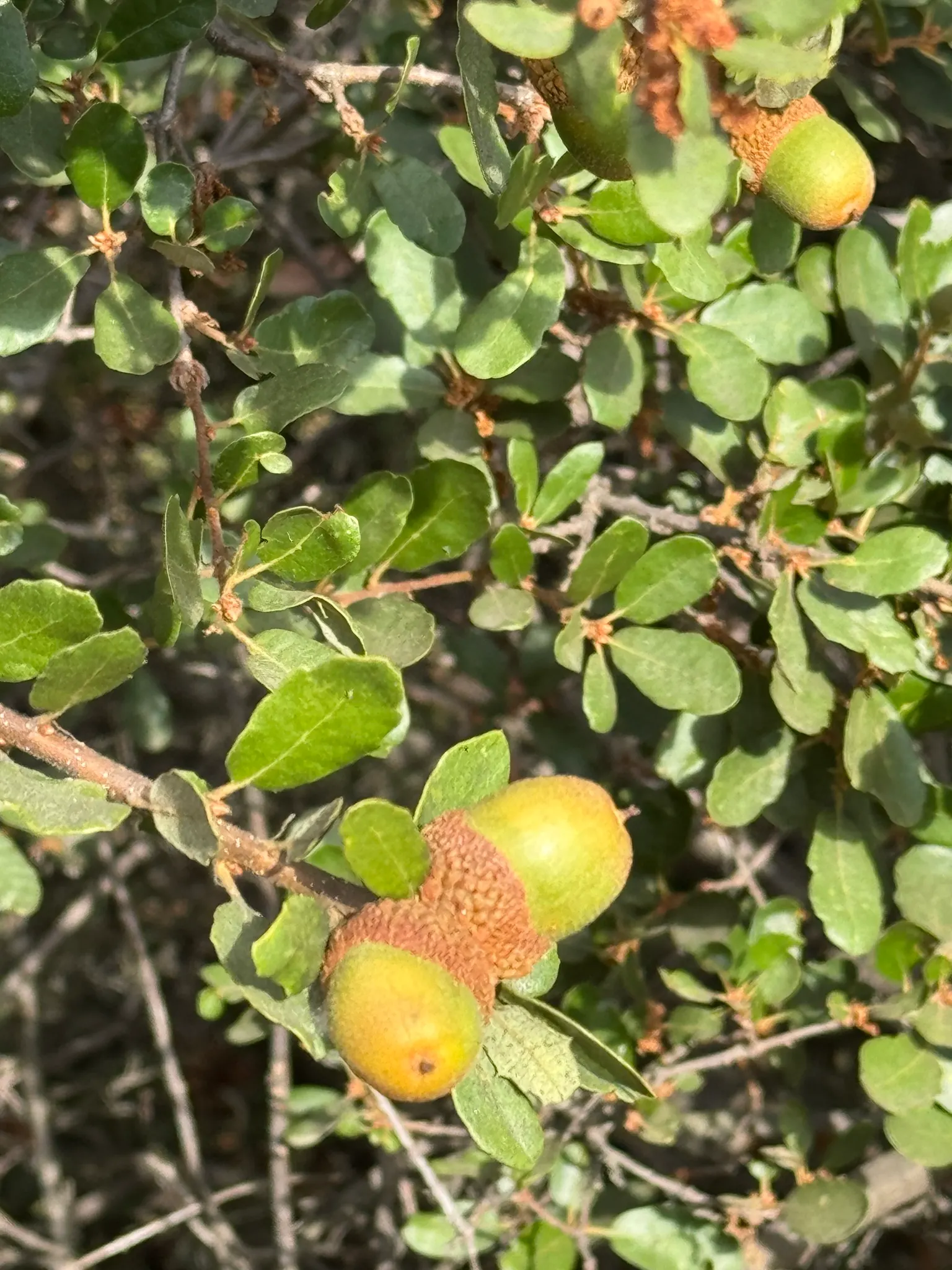 Leather Oak (Quercus Durata) — with a scaled cup covering one-third of the nut