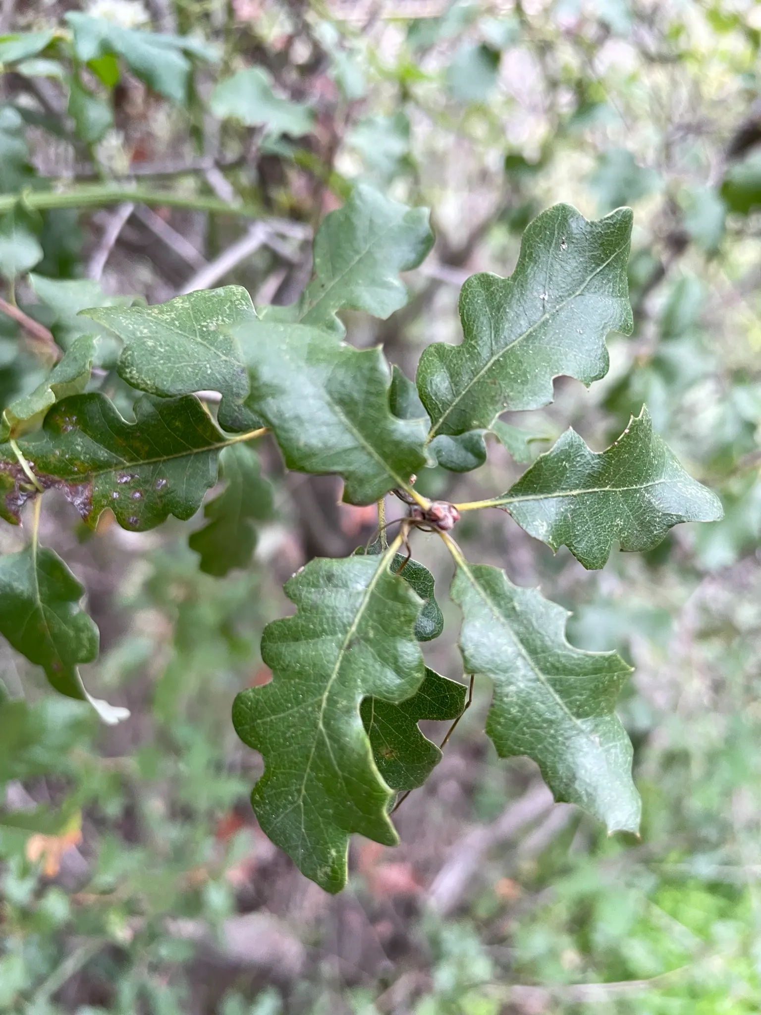 Leather Oak (Quercus Durata) — which helps to reduce moisture loss in its arid native habitats