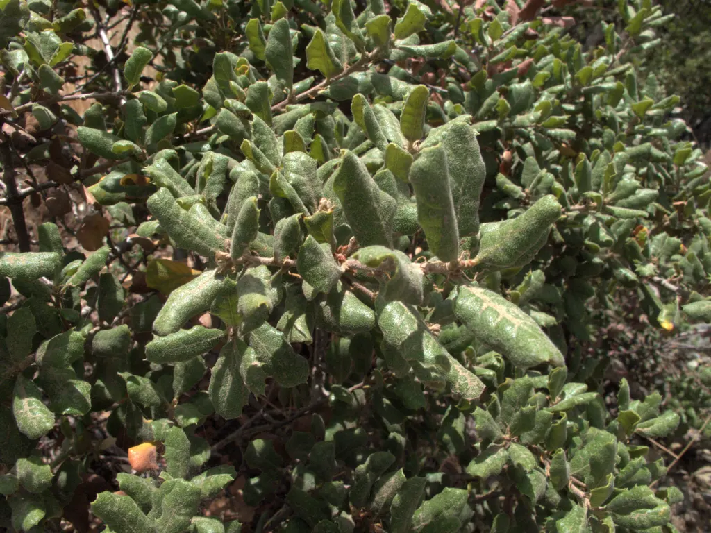 Leather Oak (Quercus Durata) — is a resilient and robust evergreen tree