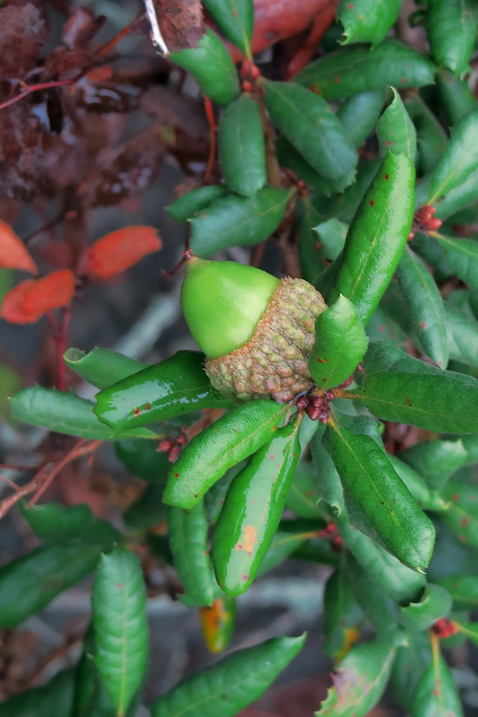 Leather Oak (Quercus Durata) — scientifically known as Quercus durata