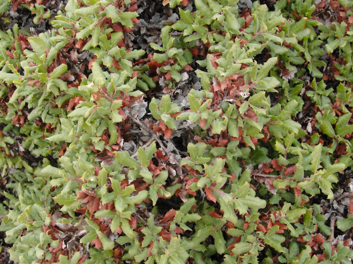 Leather Oak (Quercus Durata) — Inconspicuous yellow-green catkins appear in the spring