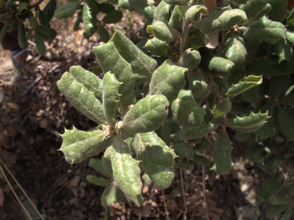 Leather Oak (Quercus Durata) — leathery leaves with a shiny upper surface