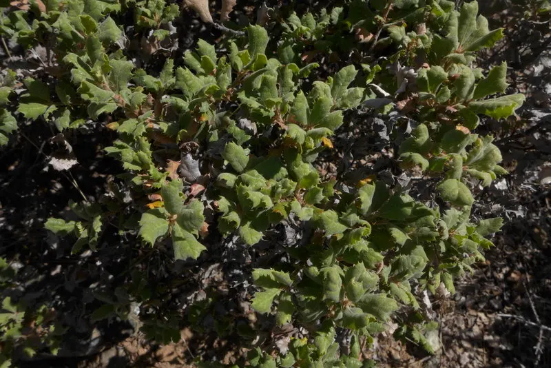 Leather Oak (Quercus Durata) — consider its adaptability to poor soils and its drought tolerance once established
