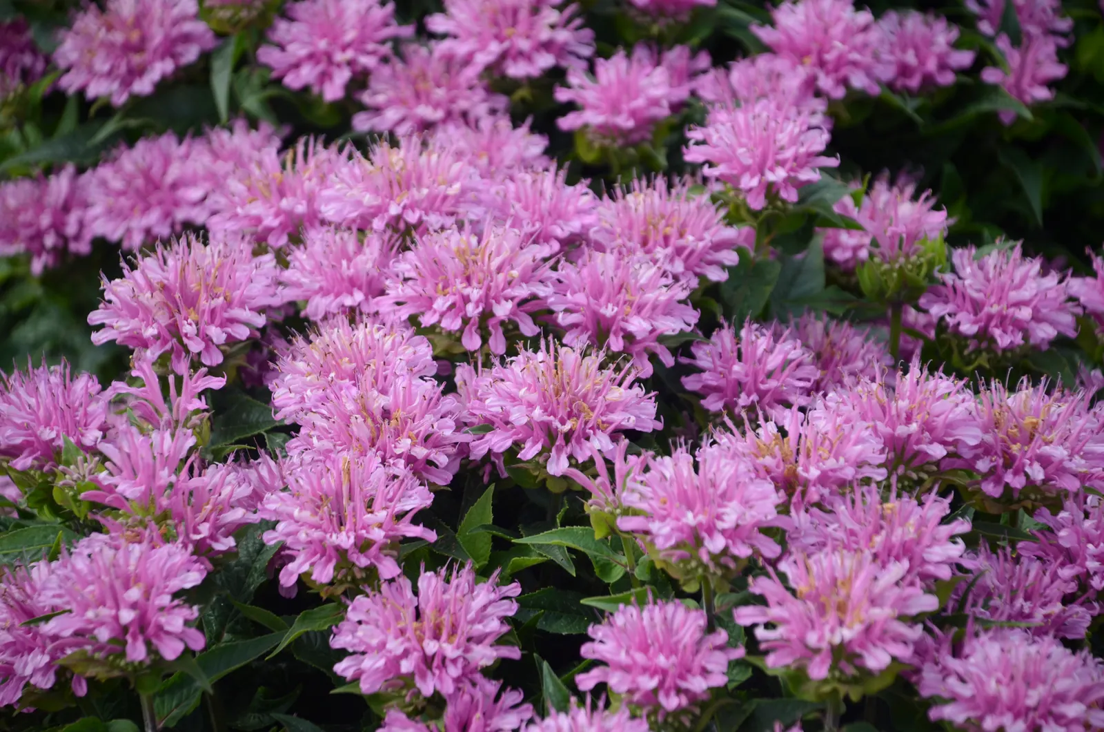 'Pardon My Lavender' Bee Balm (Monarda didyma) — Proven Winners - 'Pardon My Lavender' - Bee Balm - Monarda didyma pink purple lavender pink plant details
